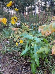 Sonchus arvensis — photo 3
