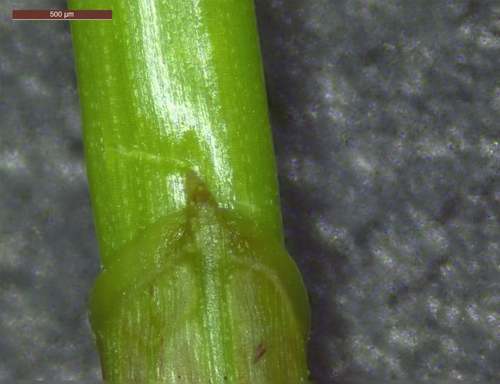 Eleocharis obtusa