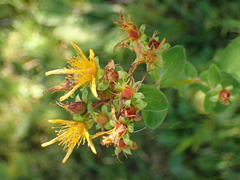 Hypericum maculatum obtusiusculum