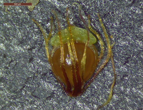 Eleocharis obtusa