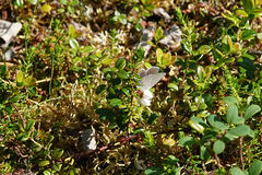 Plebejus idas