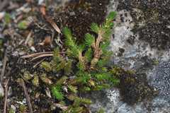Selaginella wallacei