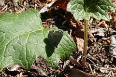 Glaucopsyche lygdamus