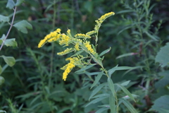 Solidago gigantea