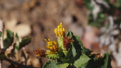 Hazardia squarrosa grindelioides