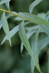 Solidago gigantea