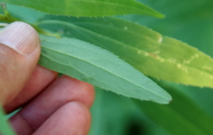 Solidago gigantea