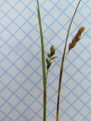 Carex sedakowii