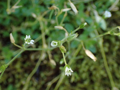 Cerastium