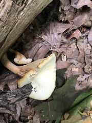 Pleurotus levis