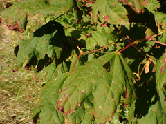 Acer
