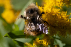 Bombus mixtus