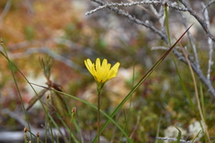 Microseris borealis