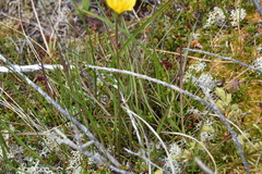 Microseris borealis
