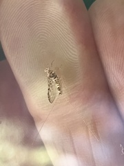 Callibaetis pictus