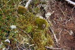 Tetraplodon mnioides