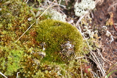 Tetraplodon mnioides