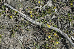 Ranunculus gmelinii