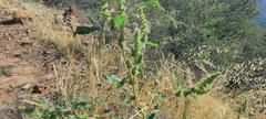 Amaranthus powellii