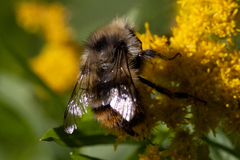 Bombus mixtus