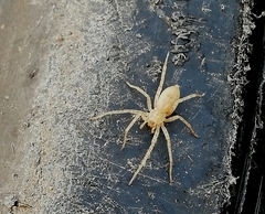 Anyphaena accentuata