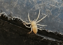 Anyphaena accentuata