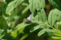 Glaucopsyche lygdamus