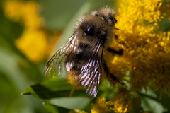 Bombus mixtus
