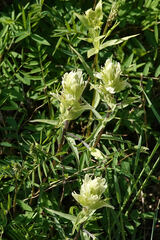Castilleja pallida caudata