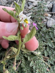 Solanum physalifolium