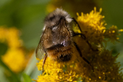 Bombus mixtus