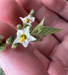 Solanum physalifolium