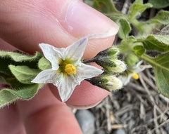 Solanum physalifolium