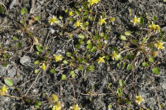 Ranunculus gmelinii
