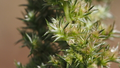 Amaranthus powellii