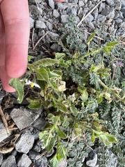 Solanum physalifolium