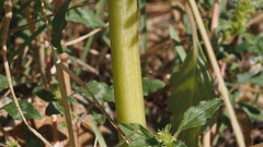 Amaranthus powellii