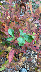Rubus hispidus
