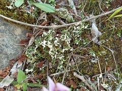 Cladonia foliacea