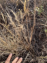 Aristida purpurea