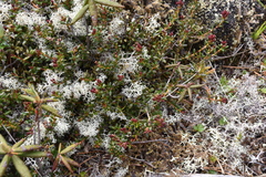 Kalmia procumbens