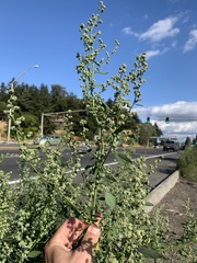 Chenopodium