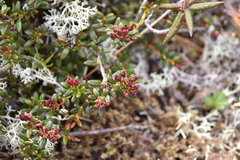 Kalmia procumbens