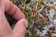 Kalmia procumbens