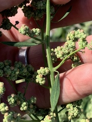 Chenopodium