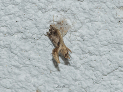 Lineodes elcodes