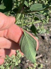Chenopodium
