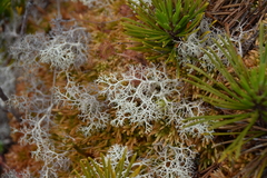 Cladonia portentosa