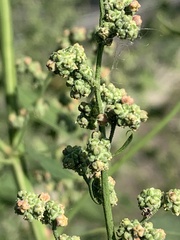 Chenopodium