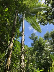 Archontophoenix alexandrae